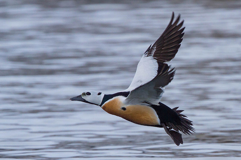 File:Steller's Eider (Polysticta stelleri) (13667604773).jpg