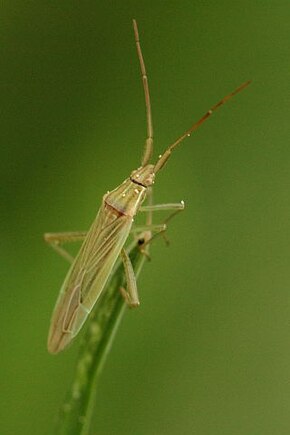 A Stenodema.laevigata.jpg kép leírása.