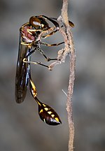 Miniatura para Stenogastrinae