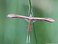 Stenoptilia pterodactyla (Linnaeus, 1761)