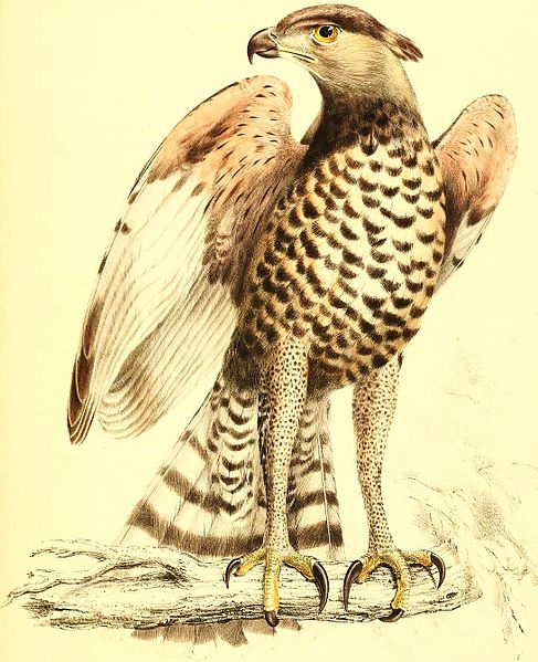 File:Stephanoaetus coronatus.jpg