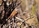 aves De Argentina