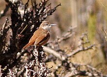 Straight-billed Earthcreeper.jpg