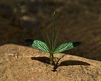 Stream Glory Damselfly GarimaBhatia MG 3133.jpg