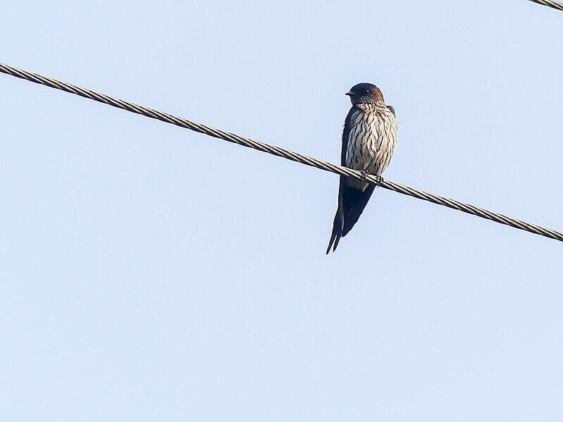 File:Striated Swallow (43624052755).jpg