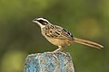 Stripe-headed Sparrow - Carara - Costa Rica MG 9299 (26631192751).jpg