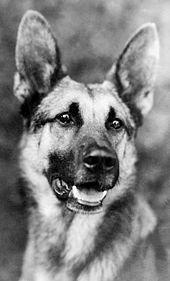 Strongheart, one of the earliest canine stars (1921) Strongheart-Rice-1921-cropped.jpg