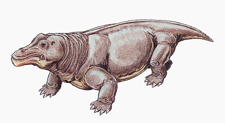 Struthiocephalus DB.jpg