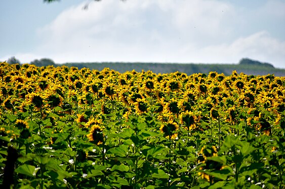 Sunflower field, Andalusia 2017-05-30