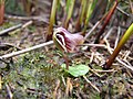 Corybas carsei New Zealand - Whangamarino Wetland