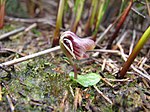 Orchidée casque des marais (Anyzbas carsei) .jpg