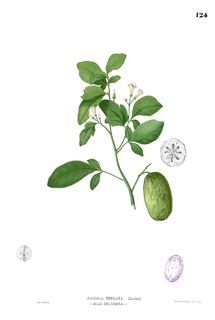 Aurantioideae Subfamily of flowering plants