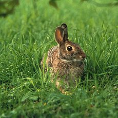 Sylvilagus floridanus