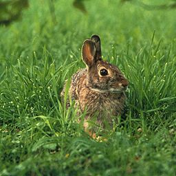 Sylvilagus floridanus.jpg