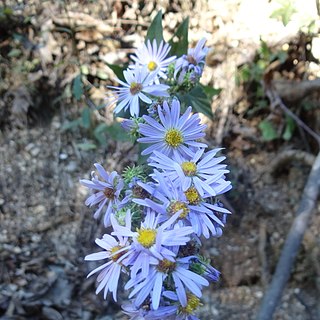 <i>Symphyotrichum anomalum</i> Species of flowering plant in the family Asteraceae native to the north-central United States