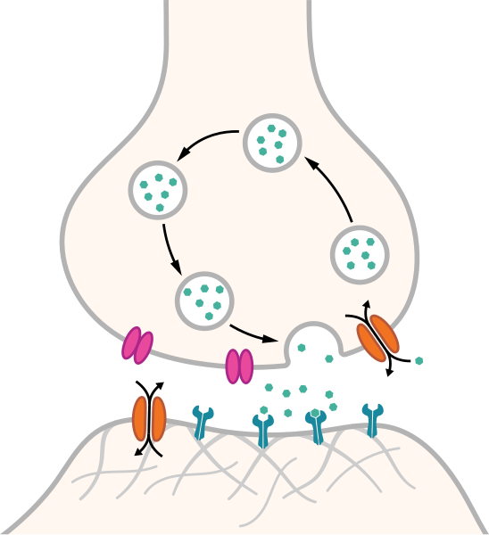 File:SynapseSchematic unlabeled.svg