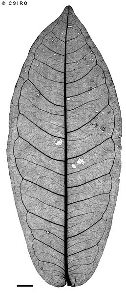 File:Syzygium monospermum ALA1.jpg