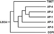 The evolution of TSET, COPI and APs from the Last Eukaryotic Common Ancestor TSETapsCOPIevoc.jpg
