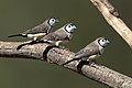 Double-barred Finch (Taeniopygia bichenovii), Glen Alice, Lithgow, New South Wales, Australia