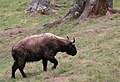 bhutan takin B. t. whitei