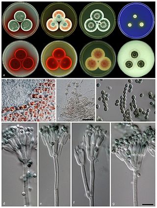 <i>Talaromyces atroroseus</i> Species of fungus