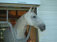 タマモクロス - Wikipedia