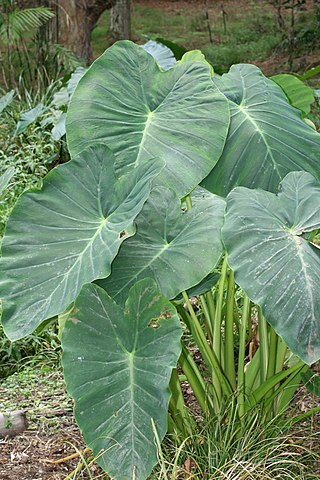 نبات القلقاس Taro (Colocasia esculenta)