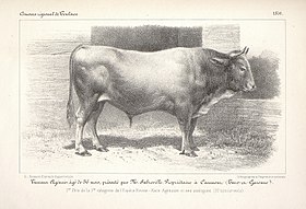 Agen bika, a Garonnaise-hez közeli populáció.