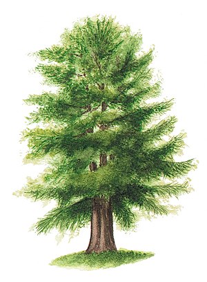 Taxus baccata tree illustration.jpg