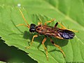 Tenthredo campestris Linnæus, 1758