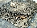 Termite damage on a block of wood 02.jpg
