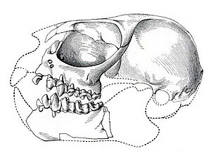 Skull of Tetonius homunculus