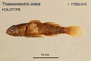<i>Thalasseleotris</i> Genus of fishes