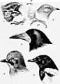The British bird book (1921) (14753187904).jpg