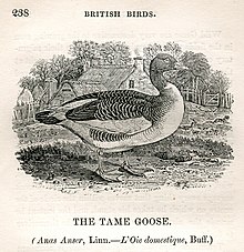 Wood engraving "The Tame Goose, Anas anser" by Thomas Bewick, A History of British Birds, 1804 The Tame Goose Thomas Bewick.jpg