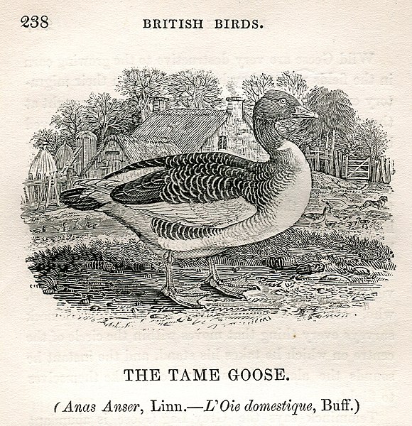 File:The Tame Goose Thomas Bewick.jpg