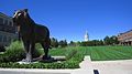 The Tiger at Mizzou, with Jesse Hall in the distance - panoramio.jpg