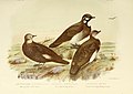 The birds of Australia (16839236676).jpg