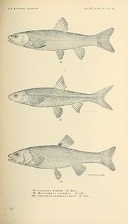 Thumbnail for File:The fishes of North and Middle America (Pl. XL) (7983311097).jpg