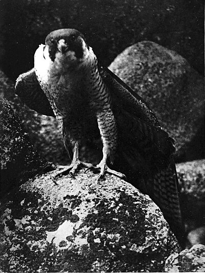 THE TIERCEL STRETCHING HIMSELF.