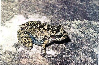 <i>Thoropa megatympanum</i> Species of frog