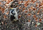 Thumbnail for File:Three-toed woodpecker digging for insects in a fallen tree, Mammoth Hot Springs (cebf9bdc-8f8c-4482-97f8-fa8b3f78784a).jpg