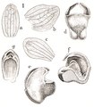 Thrixspermum simum tab 112 fig. I in: Johannes Jacobus Smith: Icones Orchidacearum Malayensium II (1938) (Detail)