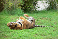 Bengalinis tigras