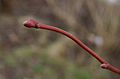 Bourgeons sur jeune bois rouge.