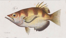 Banded archerfish, illustrated in Bleeker's 1878 Atlas Ichthyologique Toxotes jaculatrix.png