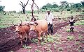 Dieser Bauer in Afrika pflügt sein Feld mit zwei Kühen.