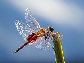 Male common glider - Darwin Tramea loewii - Darwin.jpg