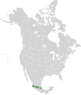 Trans-Mexican Vocanic Belt Pine-Oak Forests map.svg