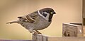 Tree sparrow (49393402187).jpg